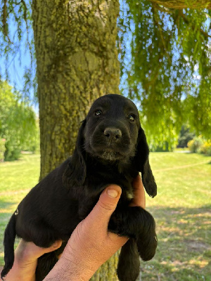CHIOT 8