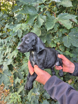 Alaska 