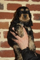 CHIOT