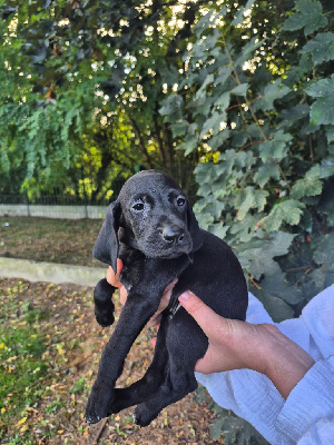CHIOT 6