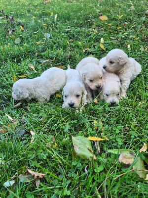 CHIOT 3