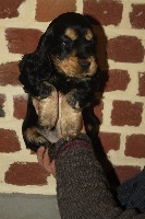 CHIOT
