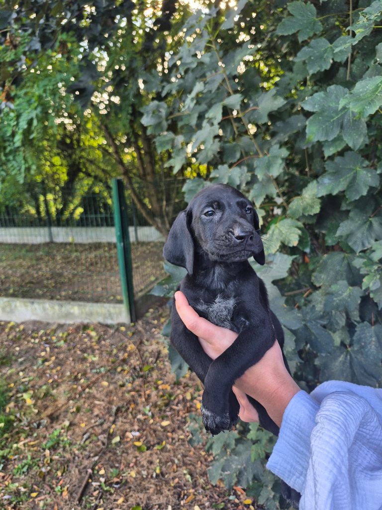des Mannes Fleuries - Chiots disponibles - Braque allemand à poil court