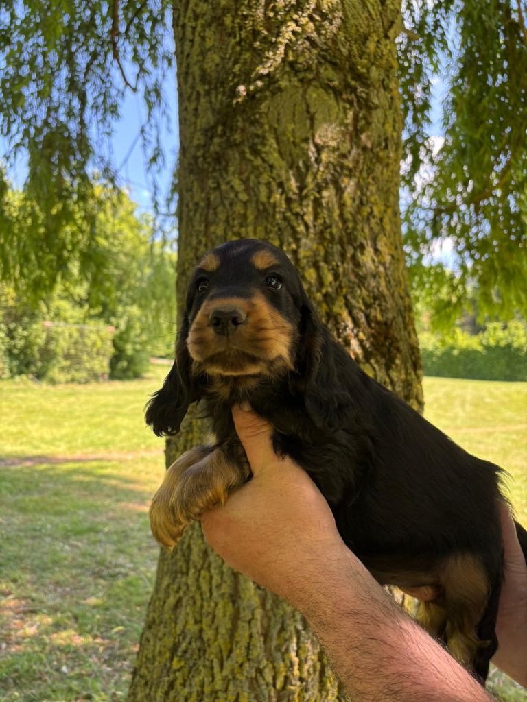 des Mannes Fleuries - Chiots disponibles - Cocker Spaniel Anglais