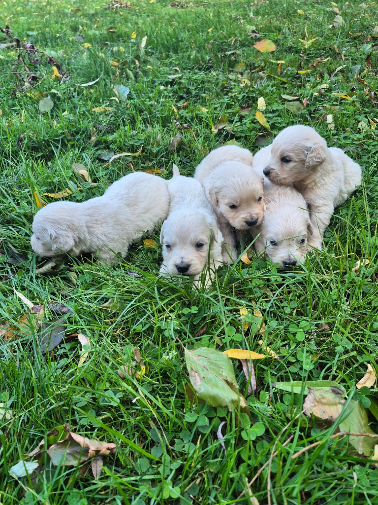 des Mannes Fleuries - Chiots disponibles - Golden Retriever